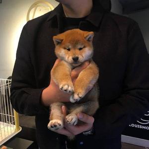 俄罗斯网红CUTIEKim
